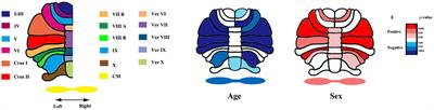 Morphological changes in the cerebellum during aging: evidence from convolutional neural networks and shape analysis